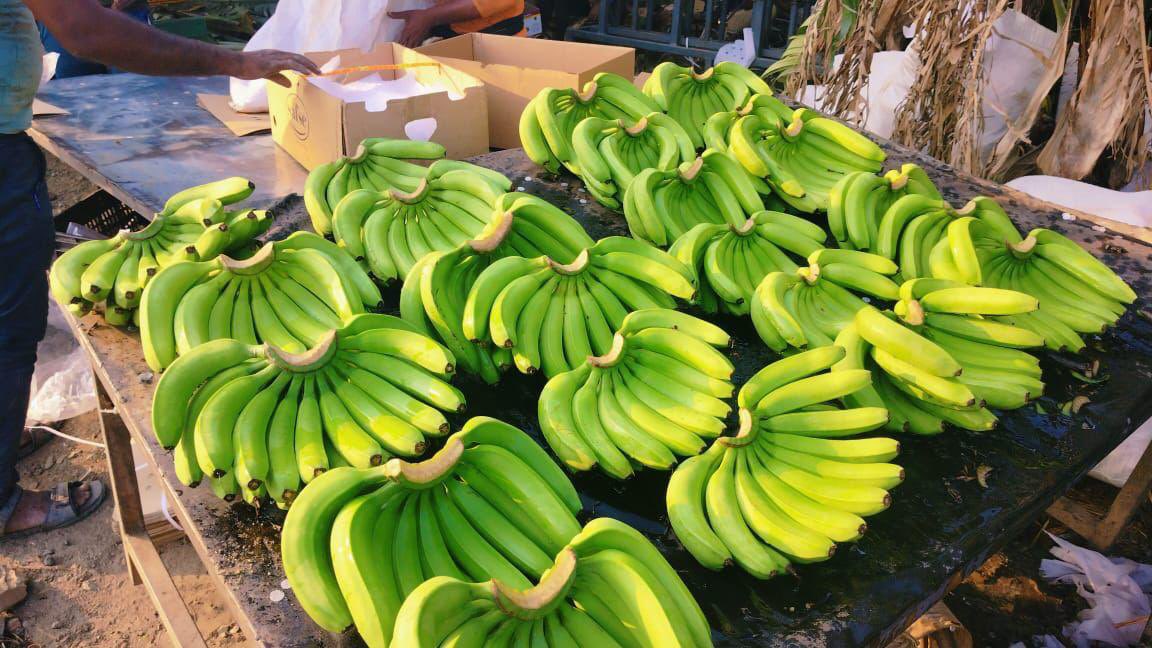 Fresh Bananas Export